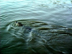 Thumbs/tn_8-2-02 Cypress Swamp Tour 18.jpg